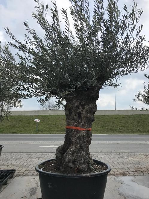 Nieuwe lading prachtige oude olijfbomen met grillige stammen, Jardin & Terrasse, Plantes | Arbres, Enlèvement
