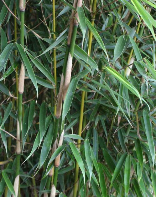 Fargesia Robusta Campbell | niet woekerende Bamboe kopen, Jardin & Terrasse, Plantes | Arbustes & Haies
