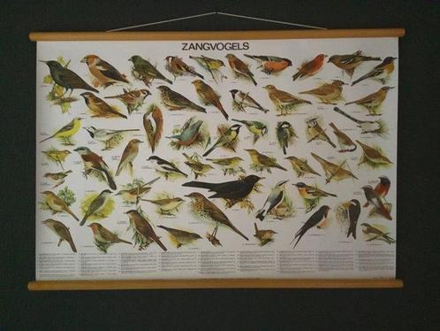 Slijper - Belle affiche scolaire avec des oiseaux chanteurs., Antiquités & Art, Curiosités & Brocante