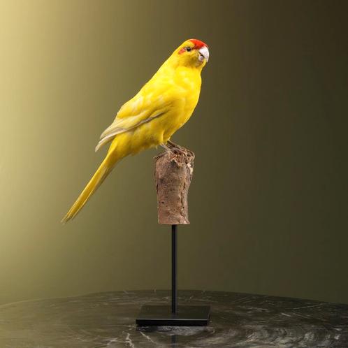 Kakariki Taxidermie Opgezette Dieren By Max, Collections, Collections Animaux, Enlèvement ou Envoi