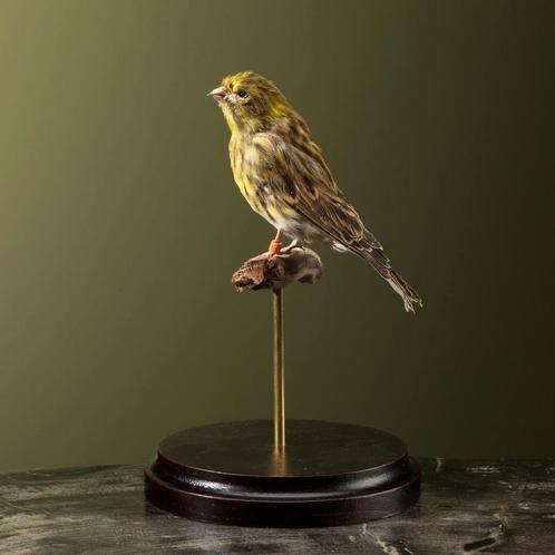 Europese Kanarie Taxidermie Opgezette Dieren By Max, Collections, Collections Animaux, Enlèvement ou Envoi