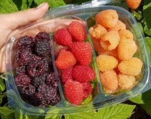 Frambozen direct 2-3 kg. vruchten per plant 100% fruit