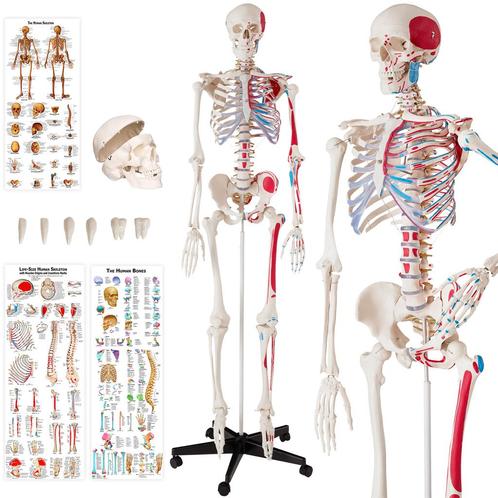 Menselijke anatomie skelet met spier- en bot markering - wit, Hobby en Vrije tijd, Overige Hobby en Vrije tijd, Verzenden