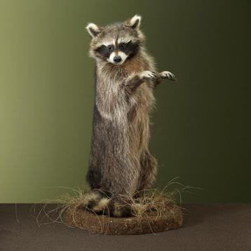 Wasbeer Taxidermie Opgezette Dieren By Max, Ophalen of Verzenden, Opgezet dier