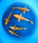 Hirasawa Marusei 28-35cm (Japanse Koi), Tuin en Terras, Vijvers, Ophalen of Verzenden, Nieuw