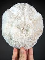 Schitterende kom koraal Koraal - Halomitra pileus (with, Verzamelen, Nieuw