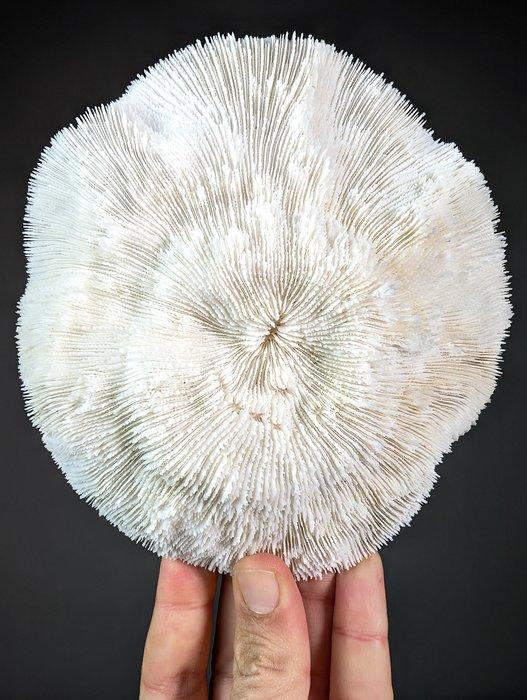 Schitterende kom koraal Koraal - Halomitra pileus (with, Verzamelen, Dierenverzamelingen