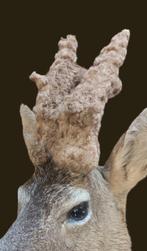 Perruque cerf cerf chevreuil nouveau spécimen Support de, Nieuw