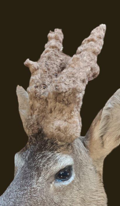 Perruque cerf cerf chevreuil nouveau spécimen Support de, Verzamelen, Dierenverzamelingen
