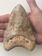 Megalodon tand 12,1 cm - Fossiele tand - Carcharocles, Verzamelen, Mineralen en Fossielen
