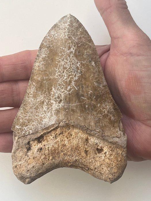 Megalodon tand 12,1 cm - Fossiele tand - Carcharocles, Verzamelen, Mineralen en Fossielen