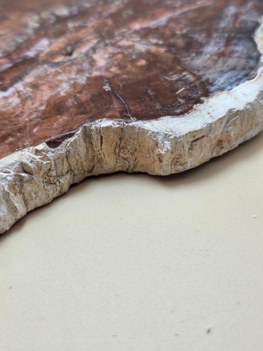 Fossiel hout - Gefossiliseerd hout - 24 cm (Zonder, Collections, Minéraux & Fossiles