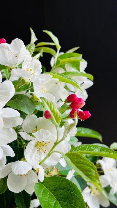 Malus bonsai (Malus sargentii) - Hoogte (boom): 50 cm -, Antiek en Kunst, Curiosa en Brocante