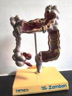 Anatomisch model (11) - Hars, Plastic - 1980-1990 - Set van