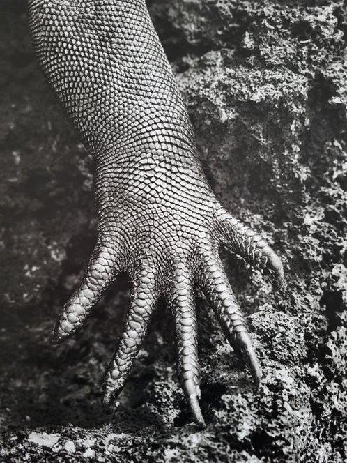 Sebastião Salgado (1944) - Galapagos, Ecuador, 2004 -, Antiek en Kunst, Kunst | Schilderijen | Modern