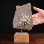 Fossiel Echinoïde op matrix - Gefossiliseerde schelp -