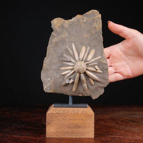 Fossiel Echinoïde op matrix - Gefossiliseerde schelp -, Verzamelen, Mineralen en Fossielen