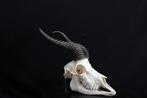 Springbok Schedel - Antidorcas marsupialis - 0 cm - 0 cm - 0, Verzamelen, Dierenverzamelingen, Nieuw