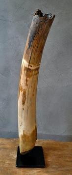 Wolharige mammoet - Gefossiliseerde slagtand - Mammuthus -