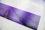 Viet Ha Tran - Song of purple V