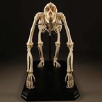 Westelijke laaglandgorilla - volledig gearticuleerd skelet