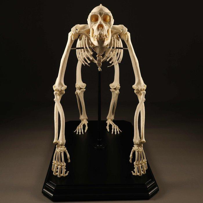 Westelijke laaglandgorilla - volledig gearticuleerd skelet, Verzamelen, Dierenverzamelingen