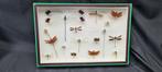 Large exotic dragonfly in its museum box Collection (39X26, Nieuw