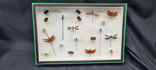 Large exotic dragonfly in its museum box Collection (39X26, Verzamelen, Dierenverzamelingen