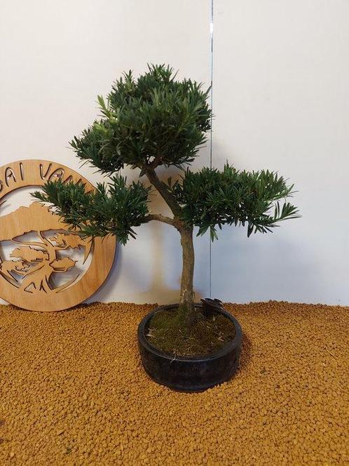 Bonsaï Pin des Bouddhistes (Podocarpus macrophyllus) -, Antiek en Kunst, Antiek | Overige Antiek