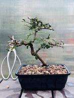 Chinese iep bonsai (Ulmus parviflora) - Hoogte (boom): 18 cm