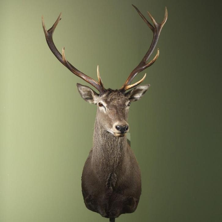 Edelhert Taxidermie Opgezette Dieren By Max, Verzamelen, Dierenverzamelingen, Opgezet dier, Nieuw, Wild dier, Ophalen of Verzenden