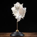 Decoratieve Ramose Murex - Zeeslakschelp op sokkel -