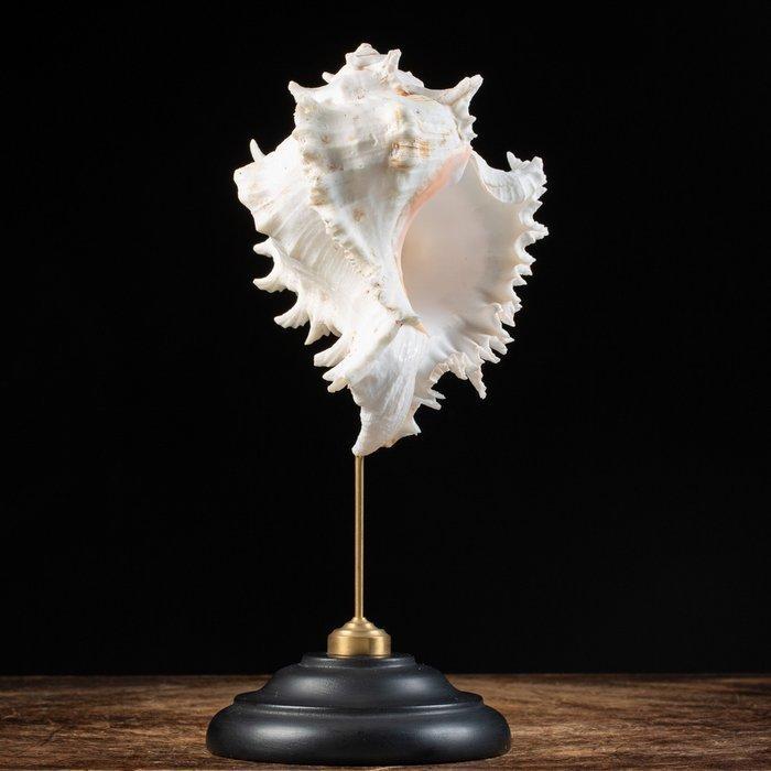 Decoratieve Ramose Murex - Zeeslakschelp op sokkel -, Antiek en Kunst, Curiosa en Brocante