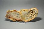 Vis - Gefossiliseerd dier - Whiteia uyenoteruyai - 23.5 cm, Verzamelen