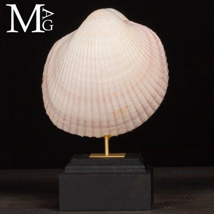 Maoricardium Pseudolima schelp op houten en messing basis, Antiek en Kunst, Curiosa en Brocante