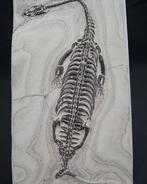 Zeereptiel - Gefossiliseerd dier - Keichousaurus hui - 20.5, Verzamelen