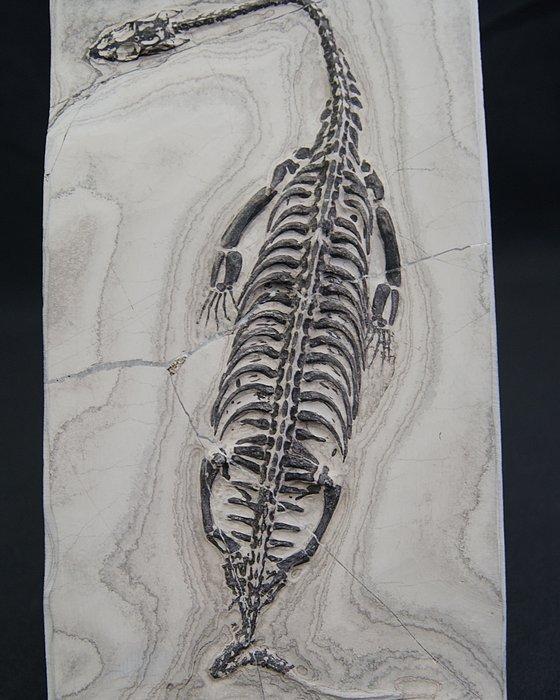 Zeereptiel - Gefossiliseerd dier - Keichousaurus hui - 20.5, Verzamelen, Mineralen en Fossielen