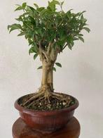 Liguster bonsai (Ligustrum) - Hoogte (boom): 40 cm - Diepte