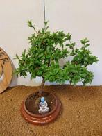 Bonsaï Azalée (Rhododendron) - Hauteur (arbre) : 40 cm -
