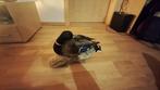 stocken Taxidermie volledige montage - Stockente - 30 cm -, Nieuw