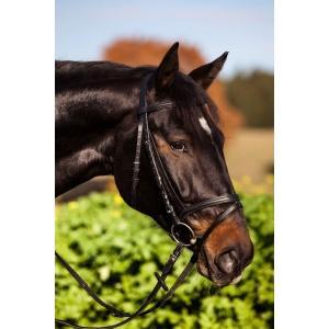 Trenshoofdstel standaard - leder voor volbloed, zwart -, Animaux & Accessoires, Chevaux & Poneys | Autres trucs de cheval