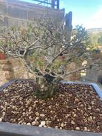 Dwerg granaatappel bonsai (Punica granatum) - Hoogte (boom):