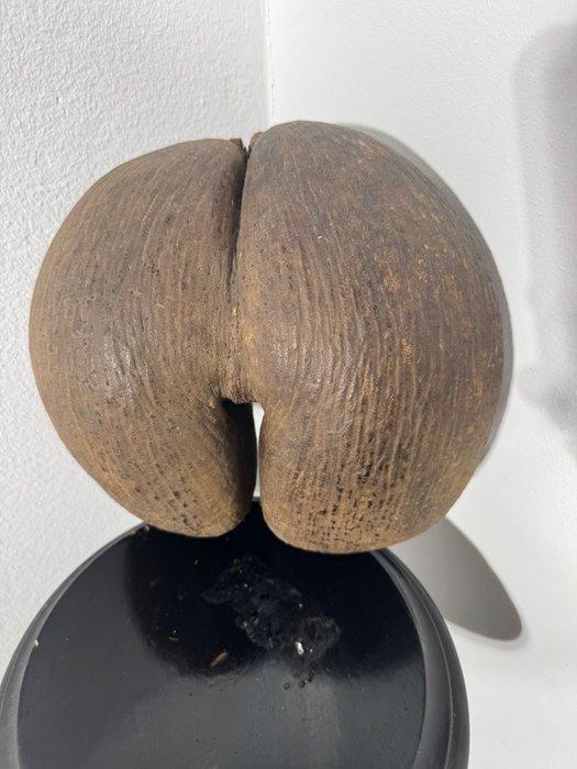 sculptuur, COCO DE MER Seychelles, primi 900’ Noce di, Verzamelen, Dierenverzamelingen