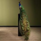 Blauwe Pauw Taxidermie Opgezette Dieren By Max, Ophalen of Verzenden, Nieuw, Vogel, Opgezet dier