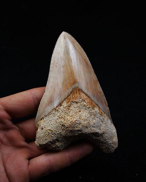 Megalodon - Fossiele tand - Otodus Megalodon, Verzamelen, Mineralen en Fossielen