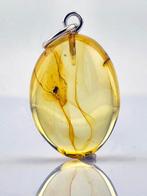 Ambre - Museum-Quality Baltic Amber – Detailed CRICKET