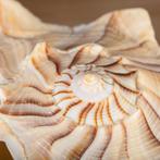 Lightning Whelk - Socle personnalisé en bois - Coquillage, Collections