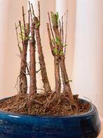 metasequoia bos in bonsaischaal - Hoogte (boom): 20 cm -