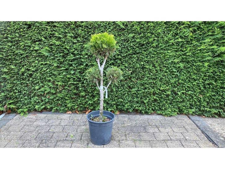 Cypress bonsai - Sierboom (2x), Tuin en Terras, Planten | Bomen