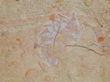 Zeldzaam Arthropod Lichtstaart Fossiel - Gefossiliseerd dier